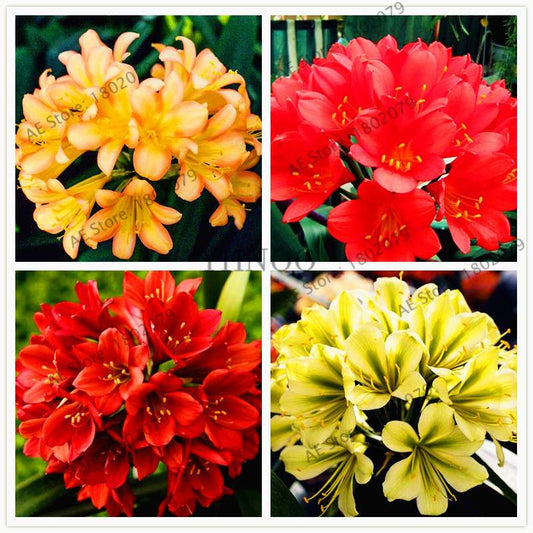 Chinese Clivia Seeds - Exotic Bonsai Flower for Home & Garden | Fast-Growing, Beautiful Blooms