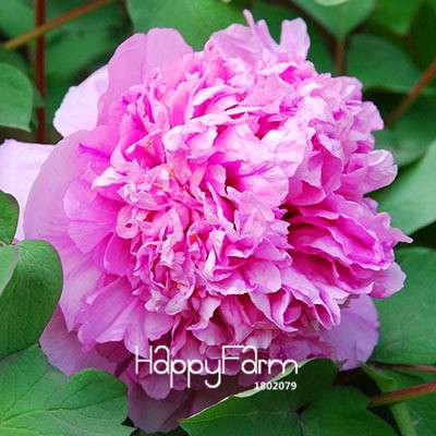 Black Purple Peony Seeds - Exotic Potted Bonsai Plant for Home Garden, Easy to Grow Flower Seeds