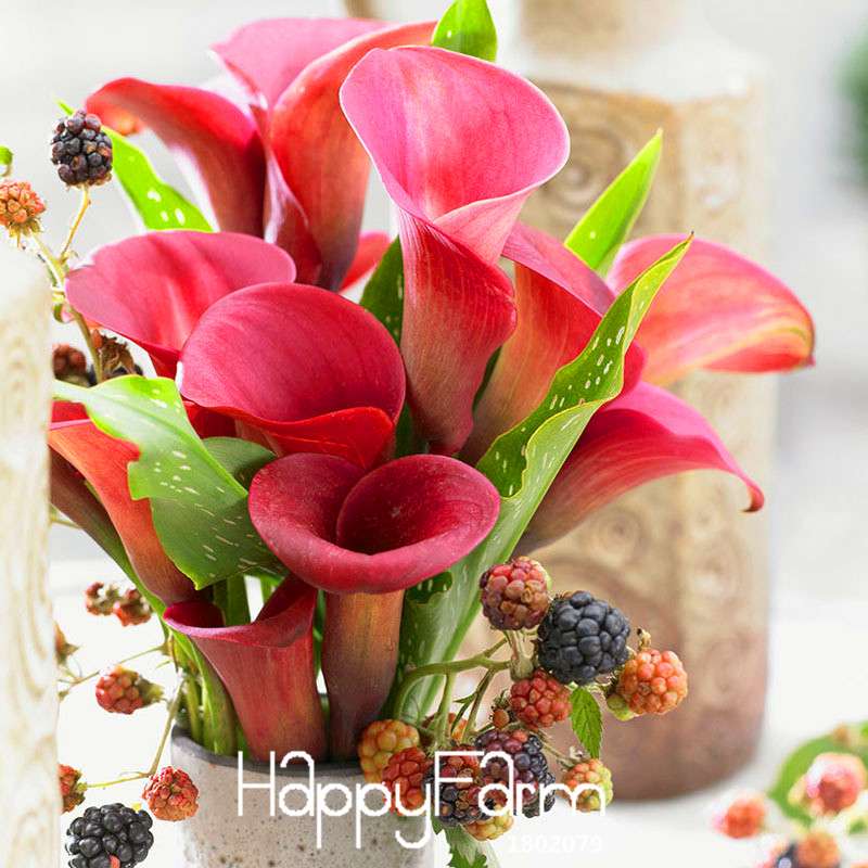 Red Calla Lily Seeds - Exotic Balcony & Patio Flower Seeds for Potted Bonsai | Fast-Growing Aethiopica