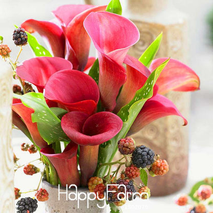 Red Calla Lily Seeds - Exotic Balcony & Patio Flower Seeds for Potted Bonsai | Fast-Growing Aethiopica