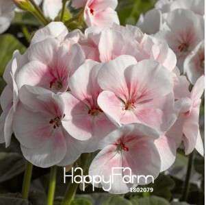 Geranium Seeds for Potted Balcony Planting - Fast Sprouting Pelargonium Flowers