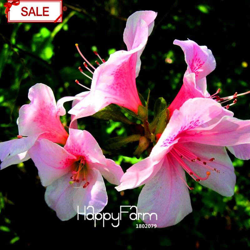 Bonsai Koshiro Azalea Seeds - for Balcony & Potted Flowers | Fast-Growing Sims Azalea