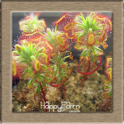 Sundew Seeds - Carnivorous Plant for Bonsai & Garden | Easy-Grow Potted Houseplant