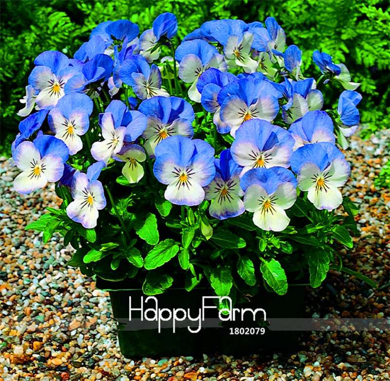 Rare Pansy Seeds (Viola cornuta) - Indoor Bonsai Flower Seeds for Home Garden Planting