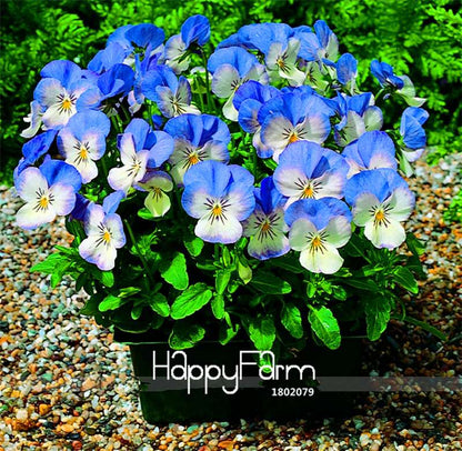 Rare Pansy Seeds (Viola cornuta) - Indoor Bonsai Flower Seeds for Home Garden Planting
