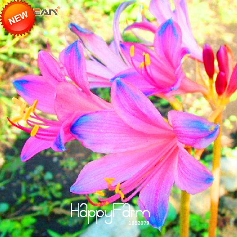 Blue & Pink Lycoris Radiata Seeds - Perennial Flower Seeds for Planting, Potted Garden