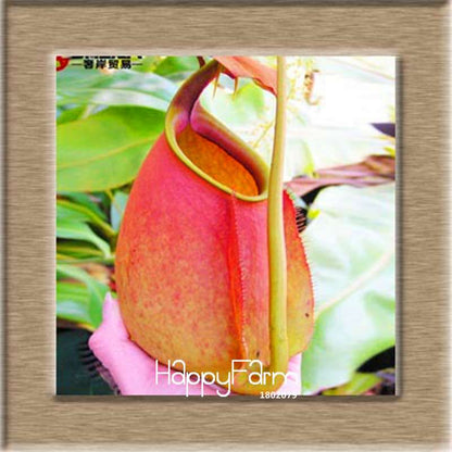 Nepenthes Seeds - Carnivorous Bonsai Plants for Balcony, Potted, Home Garden (11 Varieties)