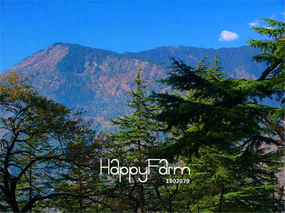Himalayan Cedar Seeds - Deodar Bonsai Tree Kit for Home Garden Planting | Perennial Woody Plant