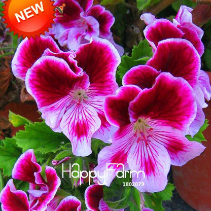 Maple Leaf Geranium Seeds - Perennial Pelargonium Flowers for Indoor Planting, Home Decor