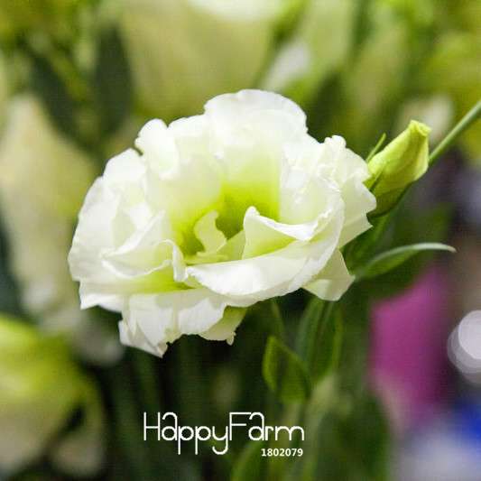 Premium White Eustoma Seeds - Perennial Lisianthus Flowers for Balcony & Pots | USA Garden