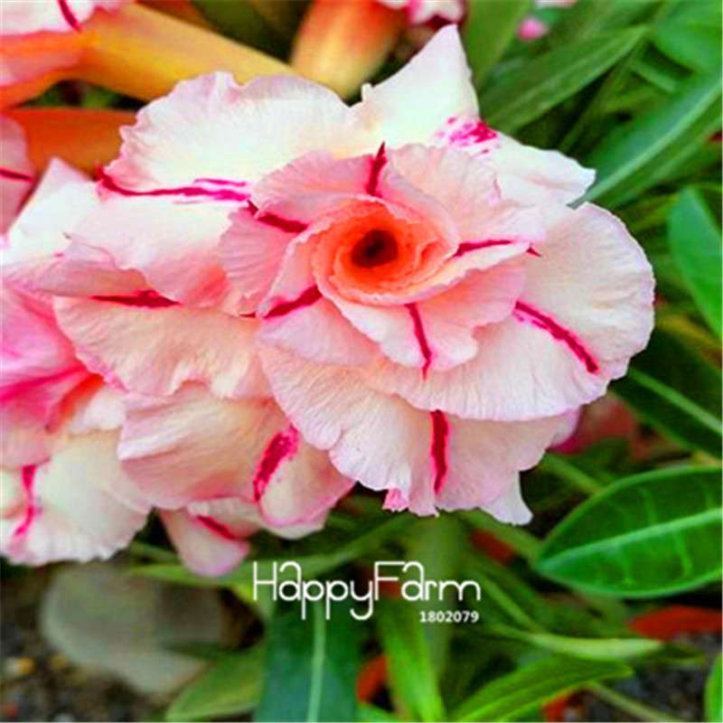 Desert Rose Seeds - Stunning Bonsai Flower for Garden, Balcony & Pots