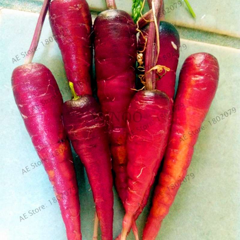 Organic Carrot Seeds - Easy to Grow, Nutrient-Rich Veggies for Home Garden Planting (Healthy, Non-GMO)