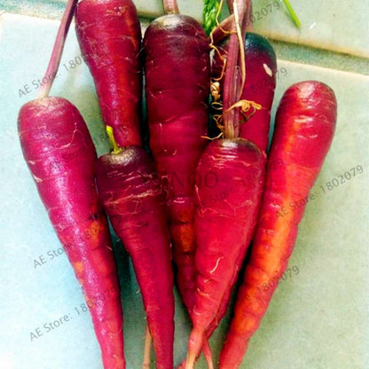 Organic Carrot Seeds - Easy to Grow, Nutrient-Rich Veggies for Home Garden Planting (Healthy, Non-GMO)