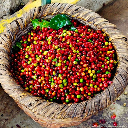 Organic Green Coffee Bean Seeds - Fresh, Home Garden Bonsai Planting, Healthy Food & Vegetables