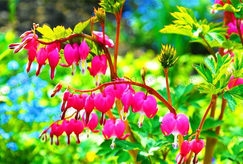 Bleeding Heart Seeds (Dicentra Spectabilis) - Orchid Seeds for Pots & Cottage Gardens