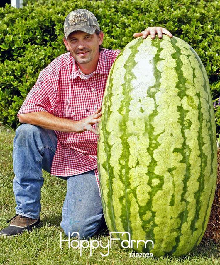 Giant Watermelon Seeds - Non-GMO, Sweet & Juicy Fruit Seeds for Planting - USA Garden Ready