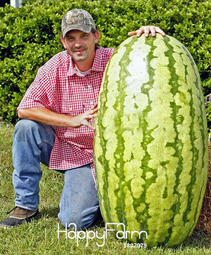 Giant Watermelon Seeds - Non-GMO, Sweet & Juicy Fruit Seeds for Planting - USA Garden Ready