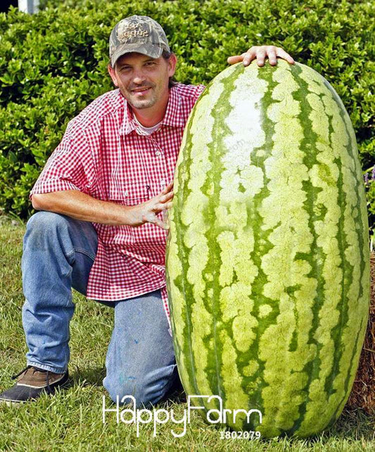 Giant Watermelon Seeds - Non-GMO, Sweet & Juicy Fruit Seeds for Planting - USA Garden Ready