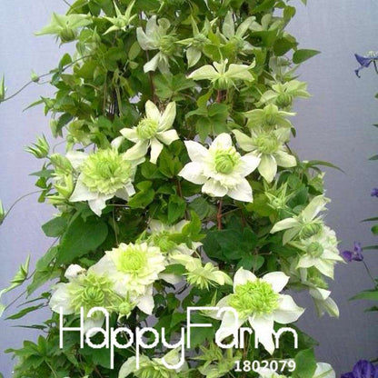 Clematis Seeds - Fast Growing Climbing Vine for Garden, Patio & Balcony | Easy to Grow