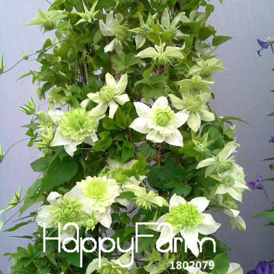 Clematis Seeds - Fast Growing Climbing Vine for Garden, Patio & Balcony | Easy to Grow