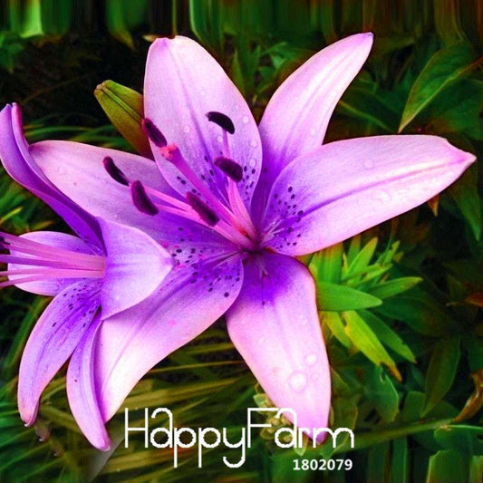 Purple Pink Lilium Brownii Seeds - Rare Bonsai Balcony Flowers, Easy-Grow Lily Seeds for Garden & Courtyard