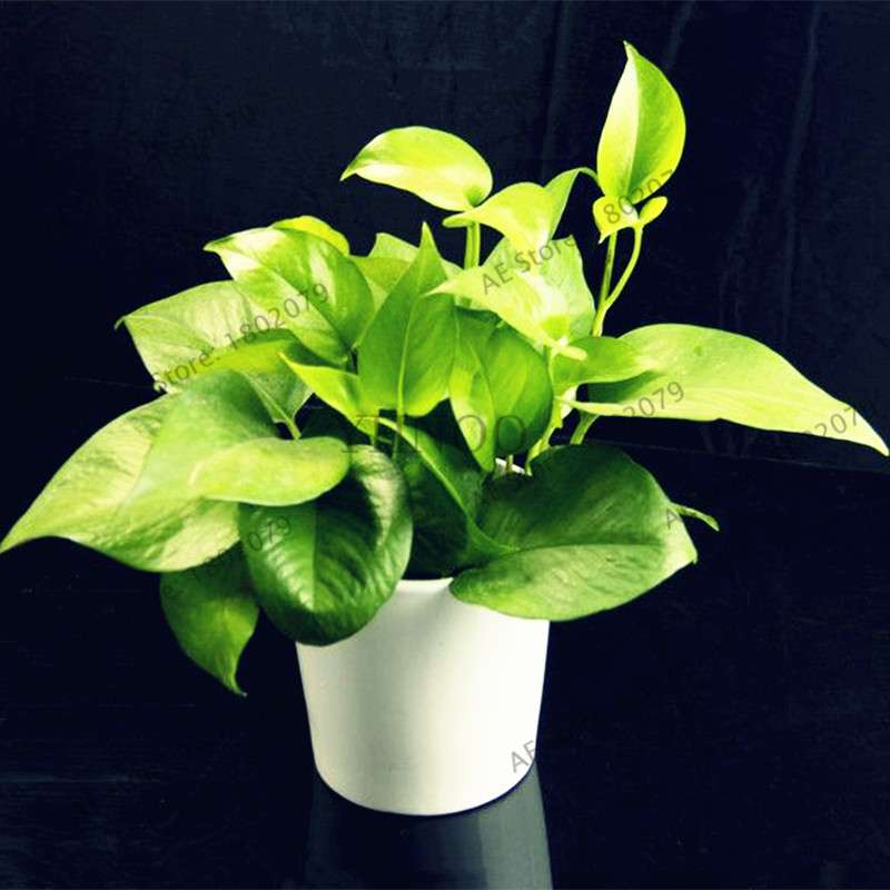 Scindapsus Seeds - Air Purifying Bonsai Plant for Office, Absorbs Formaldehyde & Radiation, Easy to Grow