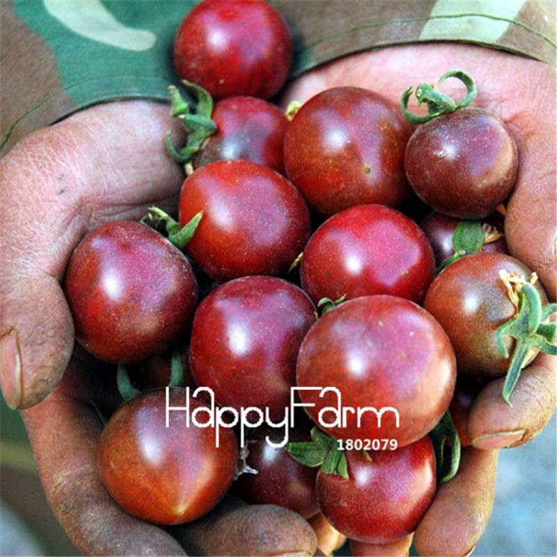 Rainbow Tomato Seeds - Organic Bonsai Veggie & Fruit Seeds for Home Garden, Non-GMO, Easy Grow