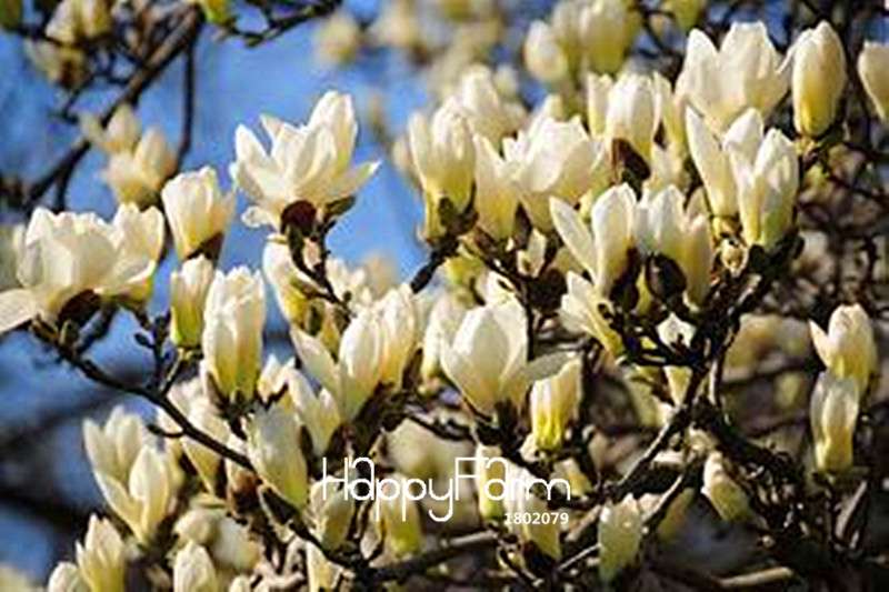 Magnolia Flower Seeds for Planting - DIY Home Garden, Ornamental Tree Seeds