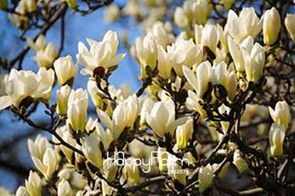 Magnolia Flower Seeds for Planting - DIY Home Garden, Ornamental Tree Seeds