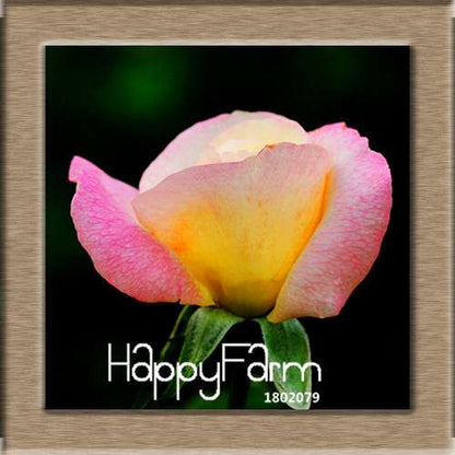 Premium White Black Edge Rose Seeds - for Home Garden & Balcony Planting | Rare Potted Rose Flowers