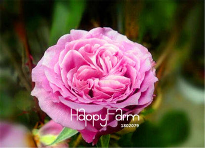 Rose Flower Seeds - Perennial, Easy to Grow, Blooms All Seasons - Planting Guide Included