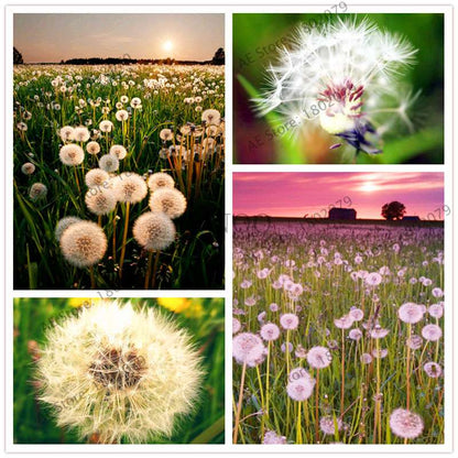 2025 Fresh Dandelion Seeds (Taraxacum Mongolicum) - Grow Your Own Bonsai Flowers | Fast US Shipping