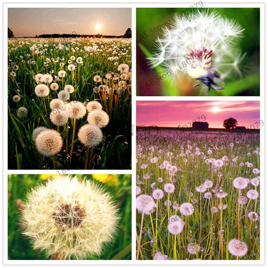2025 Fresh Dandelion Seeds (Taraxacum Mongolicum) - Grow Your Own Bonsai Flowers | Fast US Shipping