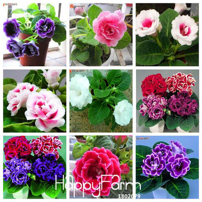 9-Color Gloxinia Seeds - Perennial Bonsai Flowers for Balcony - Vibrant & Easy to Grow