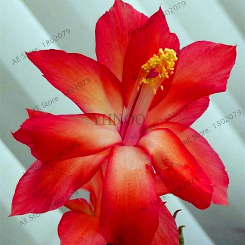 Mixed Color Christmas Cactus Seeds - Schlumbergera Bonsai Plant for Home & Garden Planting