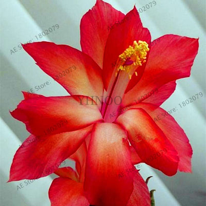 Mixed Color Christmas Cactus Seeds - Schlumbergera Bonsai Plant for Home & Garden Planting