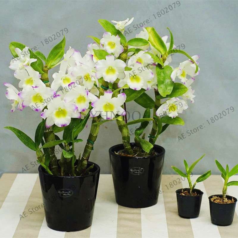 Rare Dendrobium Orchid Seeds - Perennial Indoor & Outdoor Balcony Office Plants