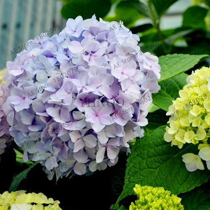 Hydrangea Seeds - Perennial Flowers for Wedding, Party, Home & Garden | Easy Grow Beautiful Blooms