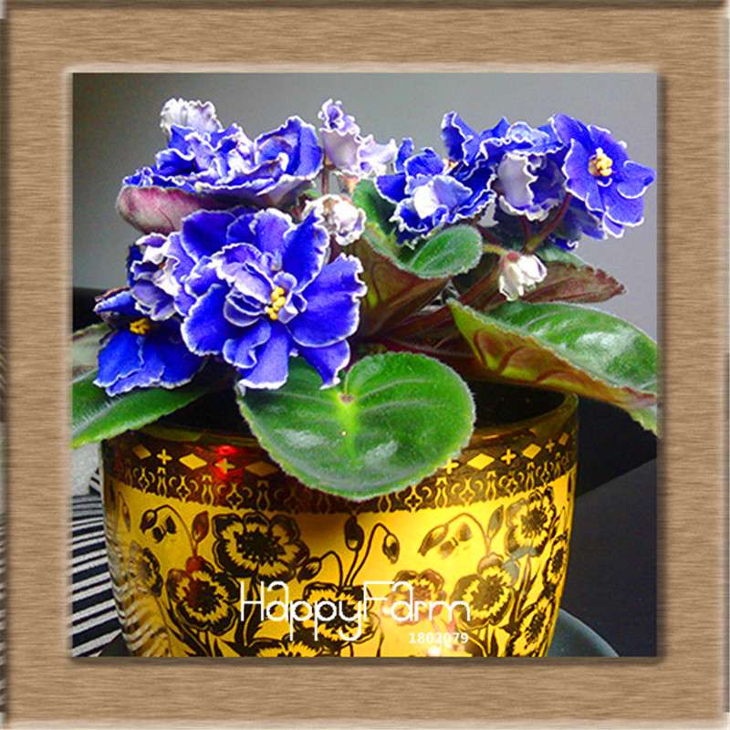 Colorful Violet Seeds for Garden - Perennial Matthiola Incana Flower Seeds