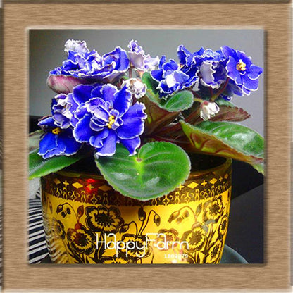 Colorful Violet Seeds for Garden - Perennial Matthiola Incana Flower Seeds