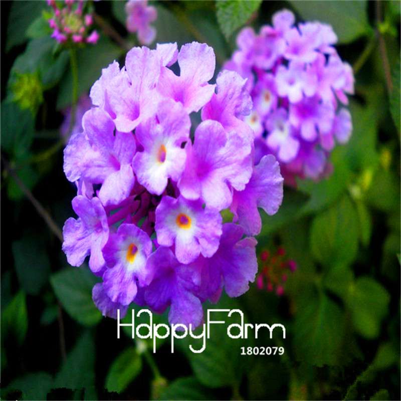 Colorful Lantana Camara Seeds - Indoor Bonsai Flowering Plant - Easy Grow, Bulk - USA Seller