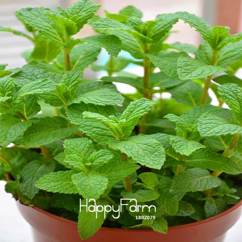 Lemon Mint Seeds - Mentha Citrata Herbal Plant for Garden, Tea & Cooking - Non-GMO, USA Shipping