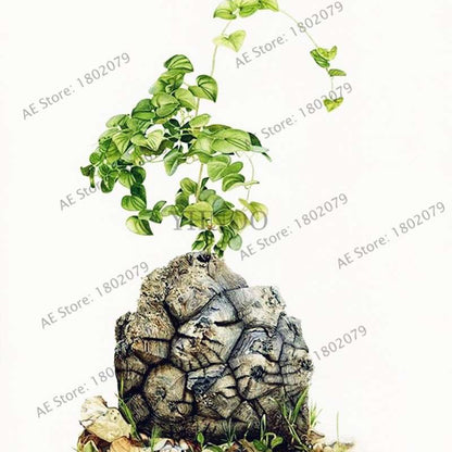 Dioscorea Elephantipes Seeds - Exotic Bonsai Plant for DIY Home Garden