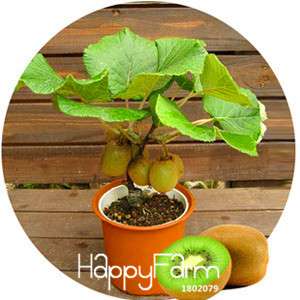 Kiwi Fruit Seeds for Planting - Grow Mini Bonsai Tree, Fresh & Beautiful Home Garden Plants