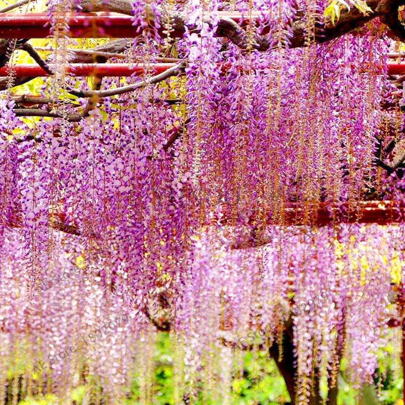 Rare Red Wisteria Seeds - Bonsai Tree Kit for Indoor Home Decor | Easy-Grow Mini Bonsai Plants