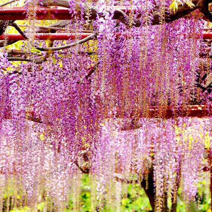 Rare Red Wisteria Seeds - Bonsai Tree Kit for Indoor Home Decor | Easy-Grow Mini Bonsai Plants