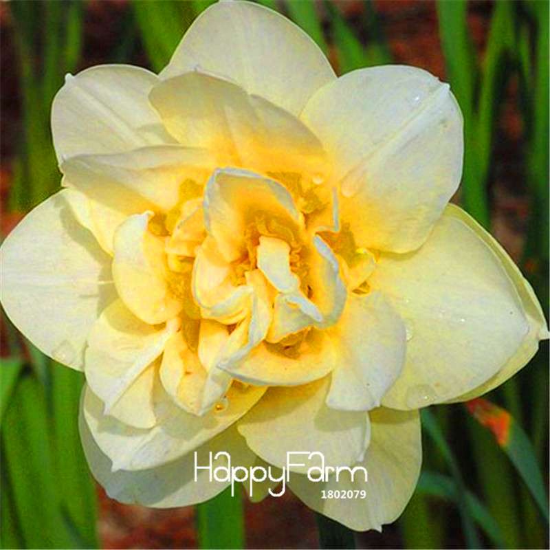 Double Petal Pink Daffodil Bonsai Seeds - Aquatic Plant Seeds for Home Garden