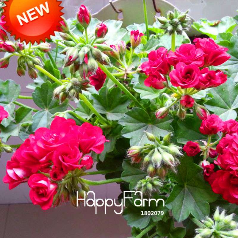 Hot Pink Geranium Seeds - Perennial Pelargonium Peltatum for Indoor & Outdoor Planting