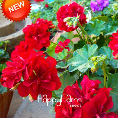 Red Geranium Seeds - Perennial Pelargonium Peltatum for Indoor Planting | Fast-Growing Flower Seeds