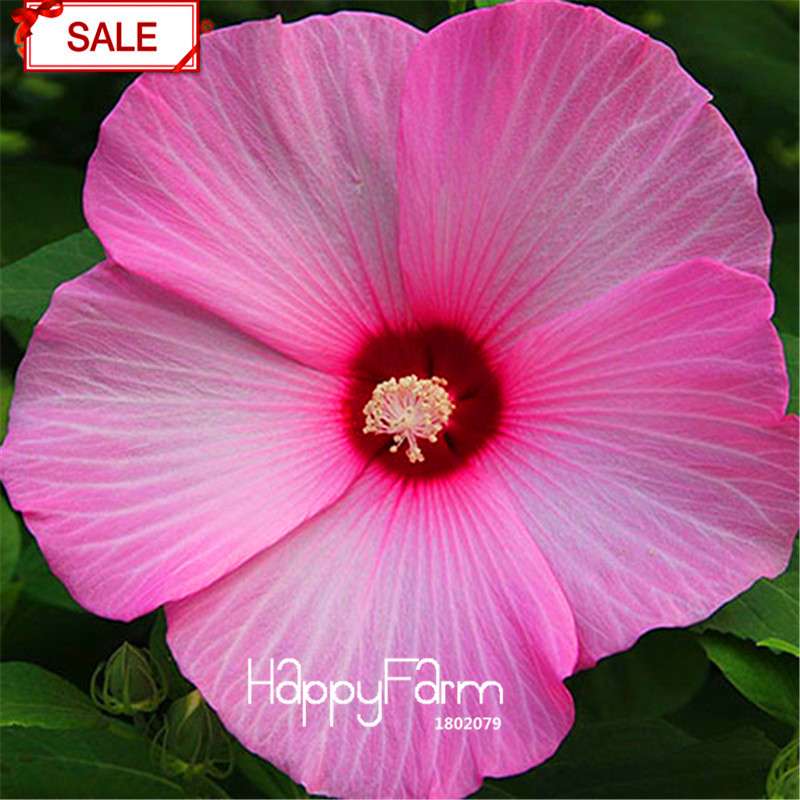Red Giant Hibiscus Seeds - for Planting, DIY Home Garden Bonsai, Vibrant Blooming Flowers